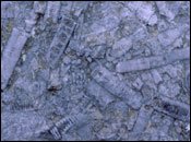 Crinoid fossil, Salthills Quarry SSSI, Lancs. Peter Wakely/English Nature